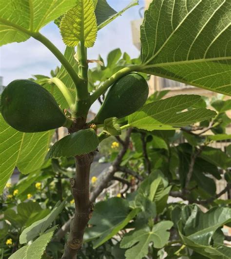 無花果種植陽台|陽台種「無花果」，注意3個小細節，不掉果，果子。